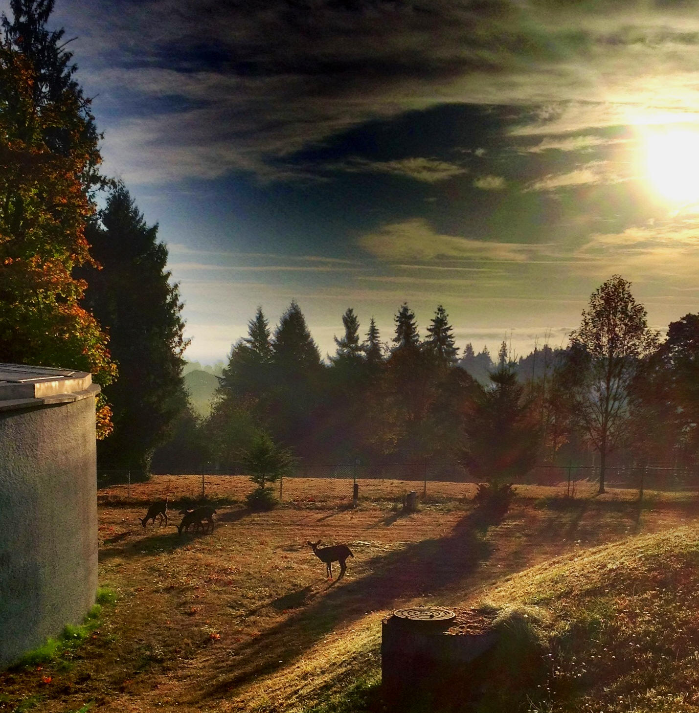 deer